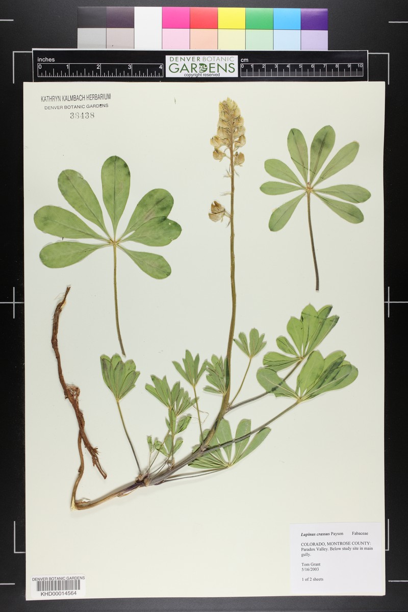 Paradox Lupine photo 7