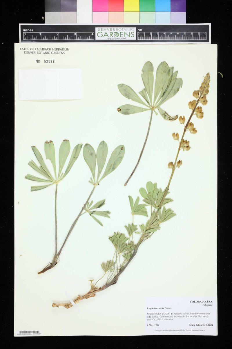 Paradox Lupine photo 8