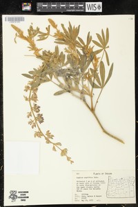 Amphibious Lupine