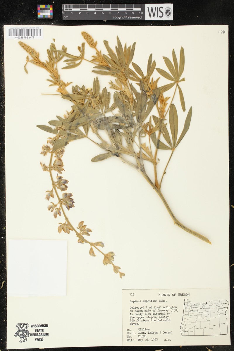 Amphibious Lupine