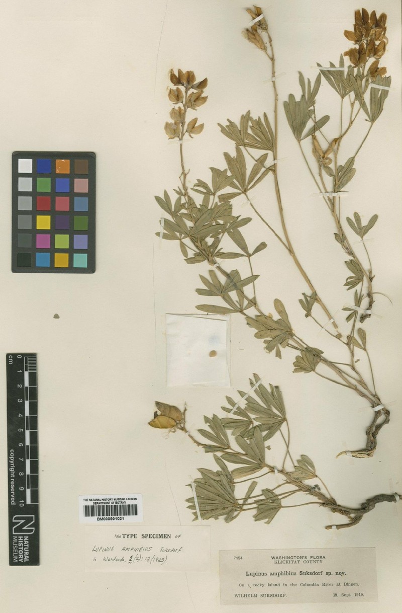 Amphibious Lupine photo 2