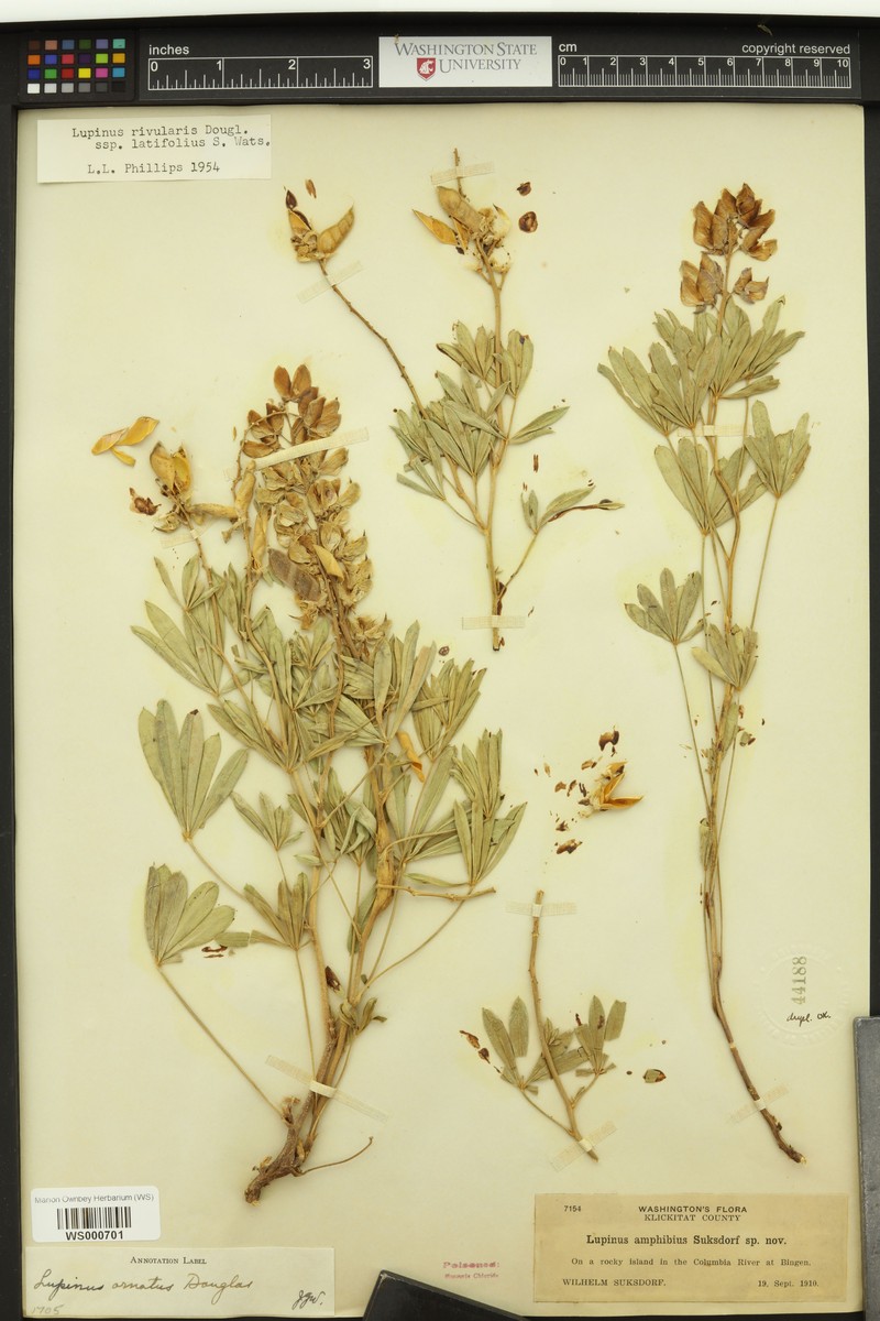 Amphibious Lupine photo 3