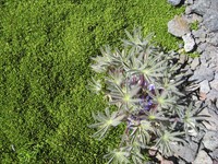 Lupinus ananeanus