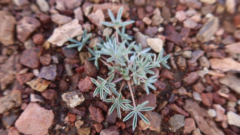 Lupinus ananeanus photo 2