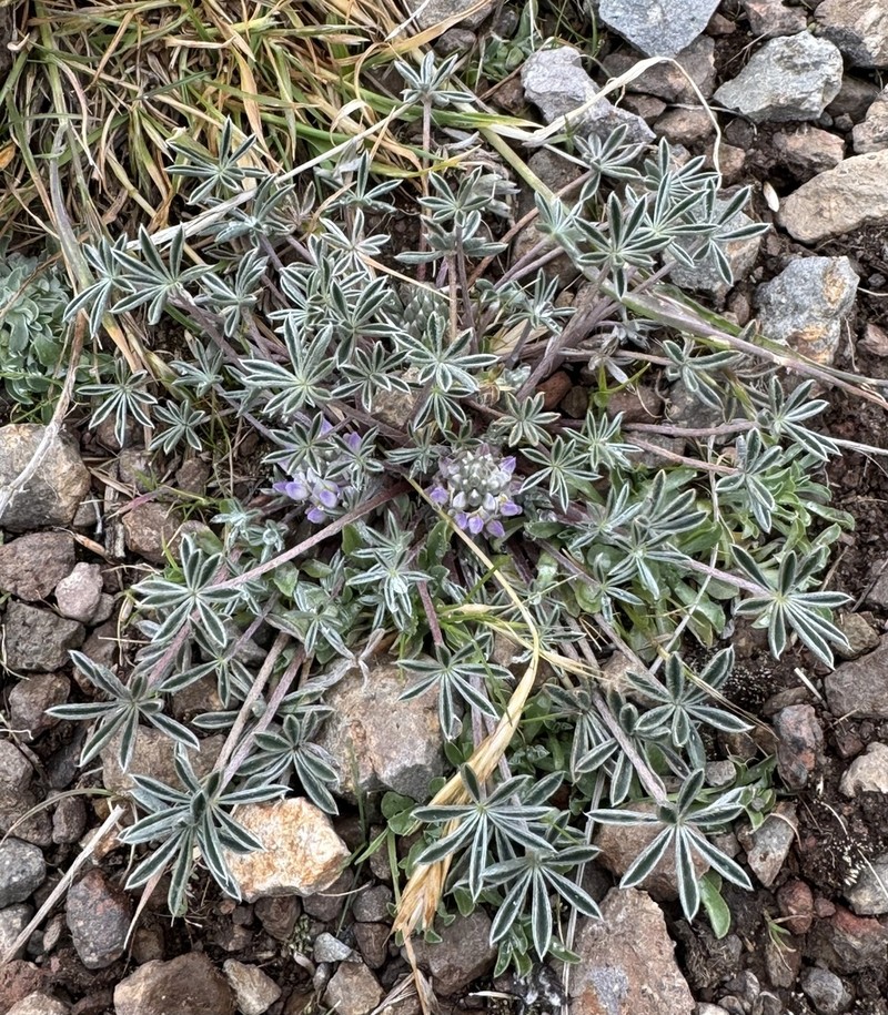 Lupinus ananeanus photo 3