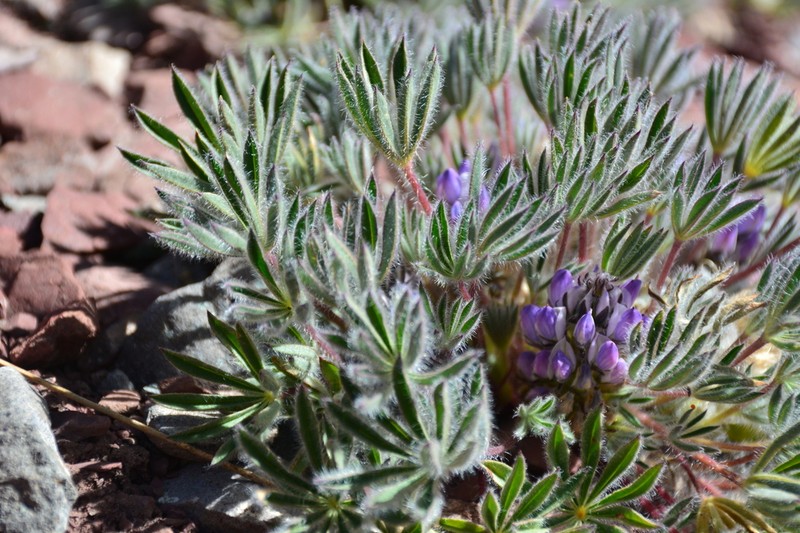 Lupinus ananeanus photo 4