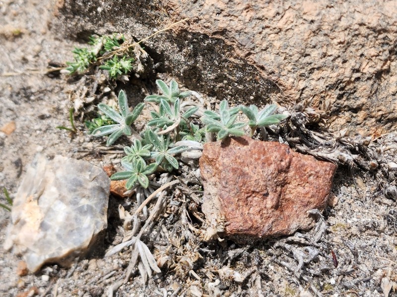 Lupinus ananeanus photo 5
