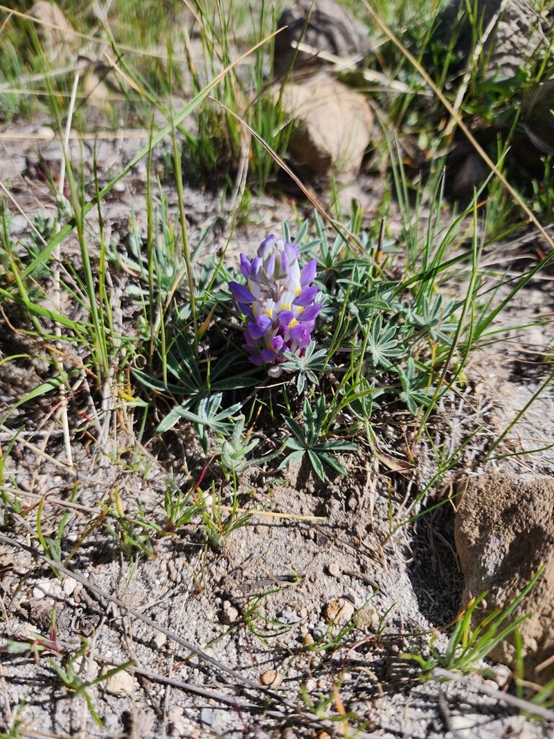 Lupinus ananeanus photo 6