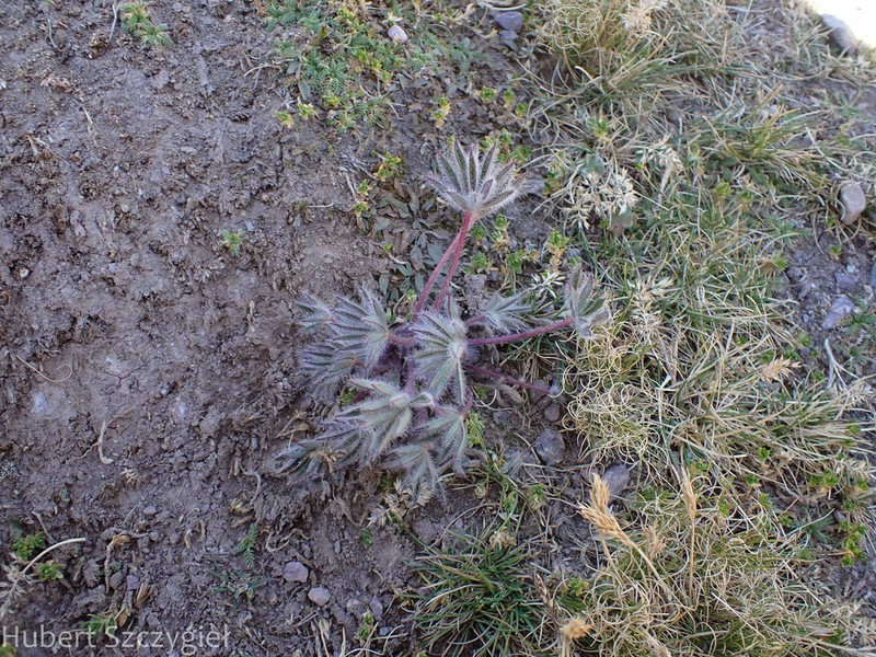 Lupinus ananeanus photo 7