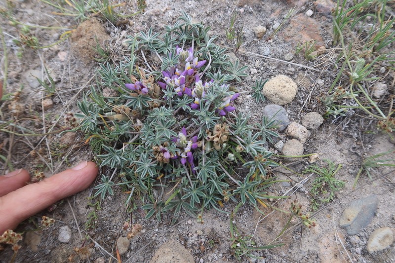Lupinus ananeanus photo 8