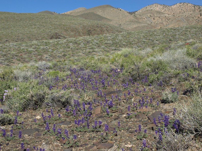 Anderson's Lupine