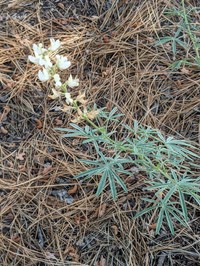 Anderson's Lupine
