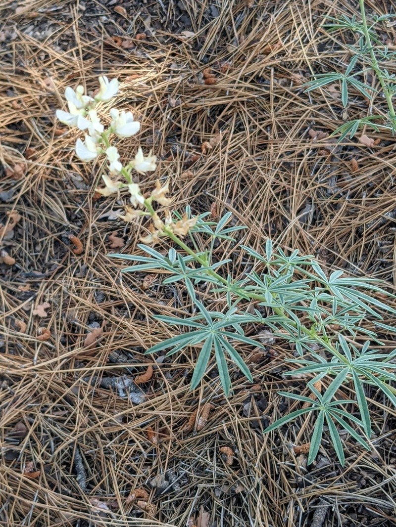 Anderson's Lupine