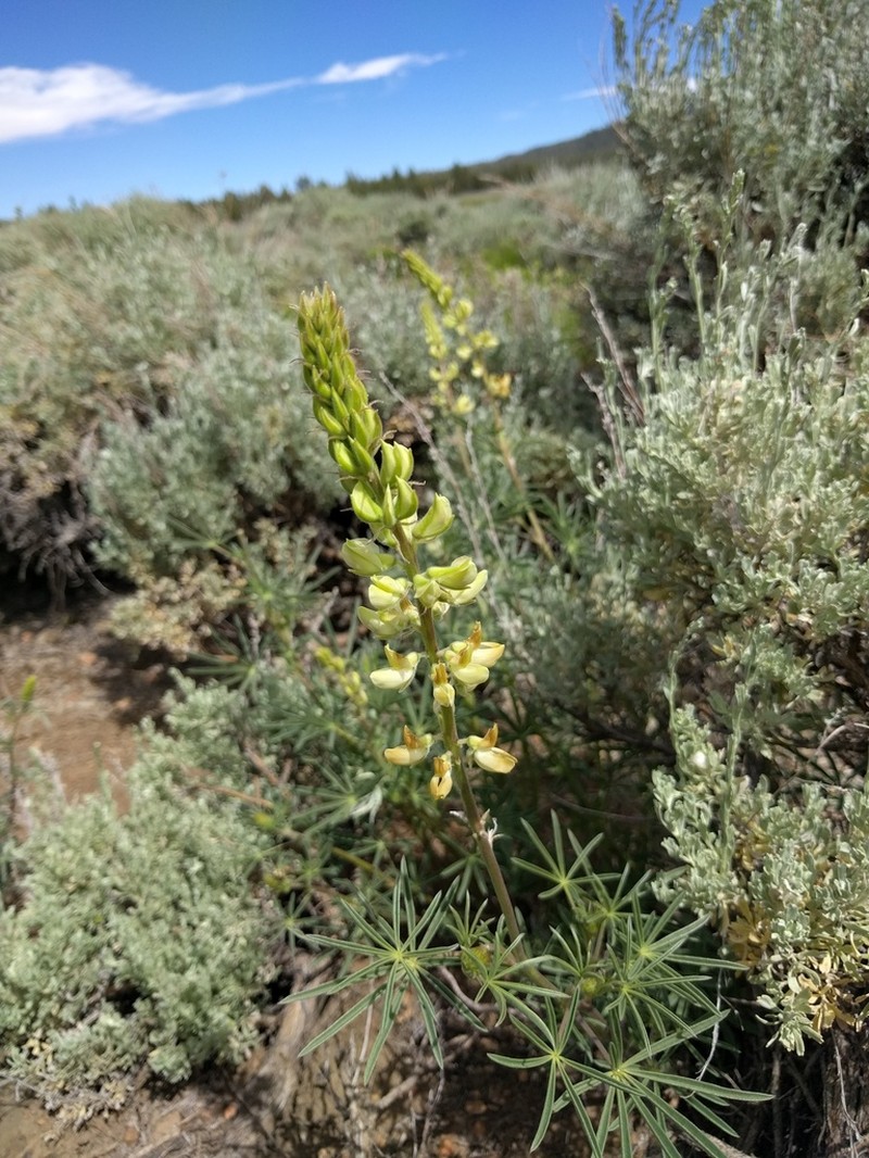 Anderson's Lupine photo 2