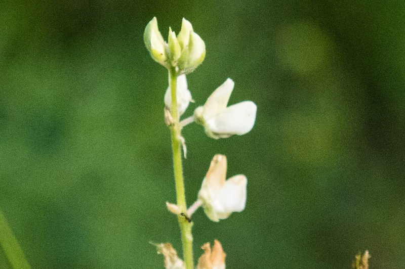 Anderson's Lupine photo 3