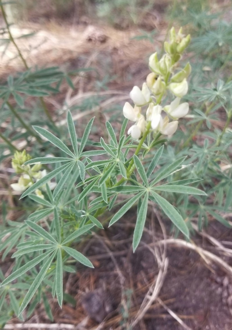 Anderson's Lupine photo 4