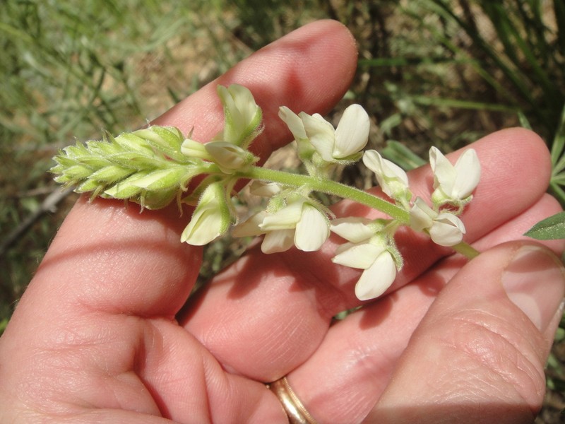Anderson's Lupine photo 5