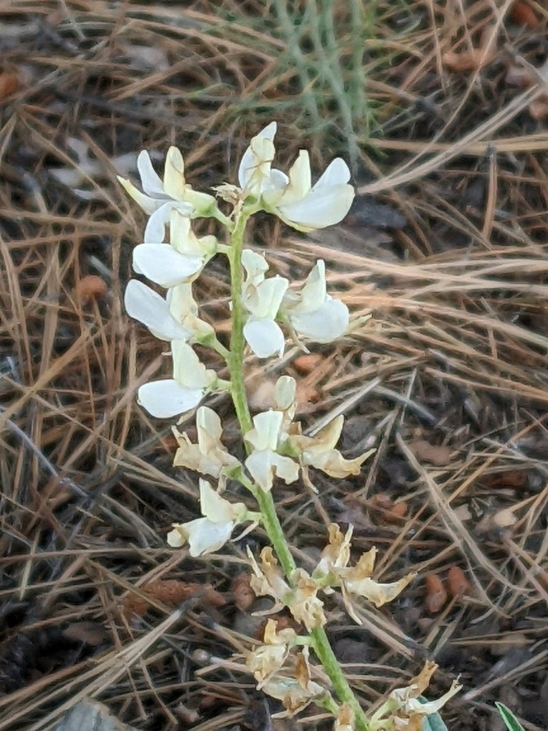 Anderson's Lupine photo 6