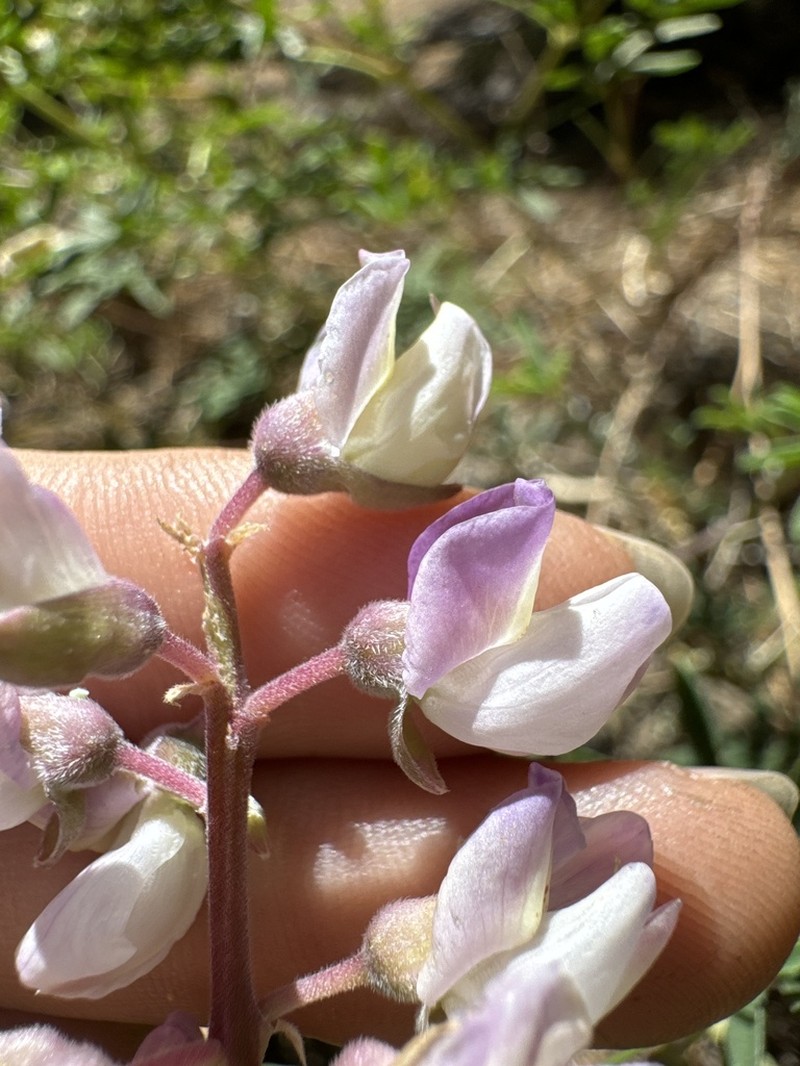 Anderson's Lupine photo 7