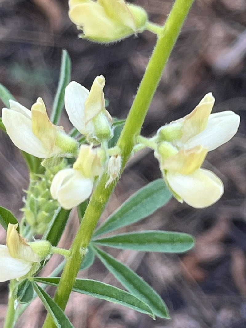 Anderson's Lupine photo 8