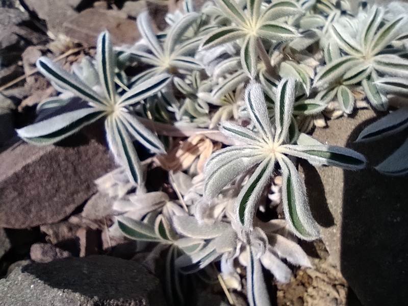 Lupinus andicola