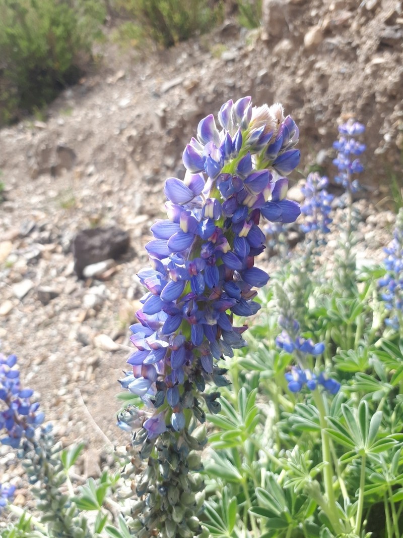 Lupinus andicola photo 2