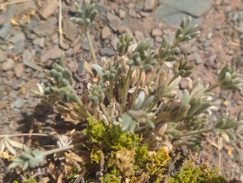 Lupinus andicola photo 3