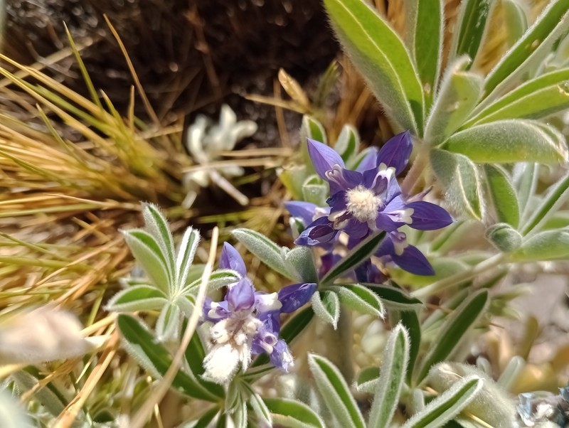 Lupinus andicola photo 4