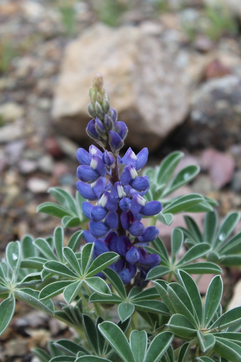 Lupinus andicola photo 5