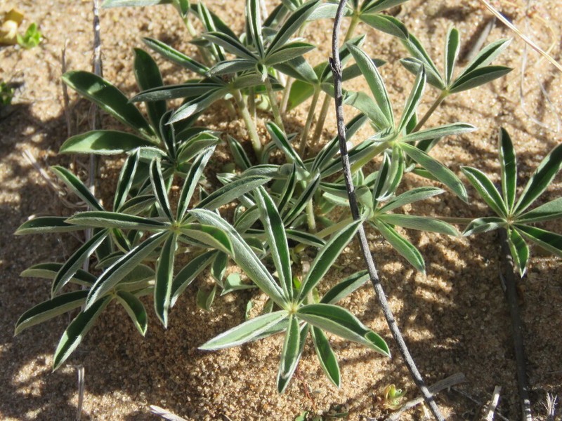 Lupinus andicola photo 6