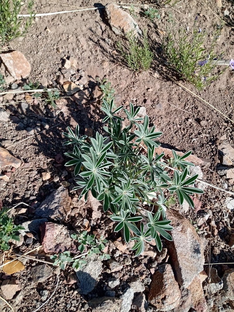 Lupinus andicola photo 7
