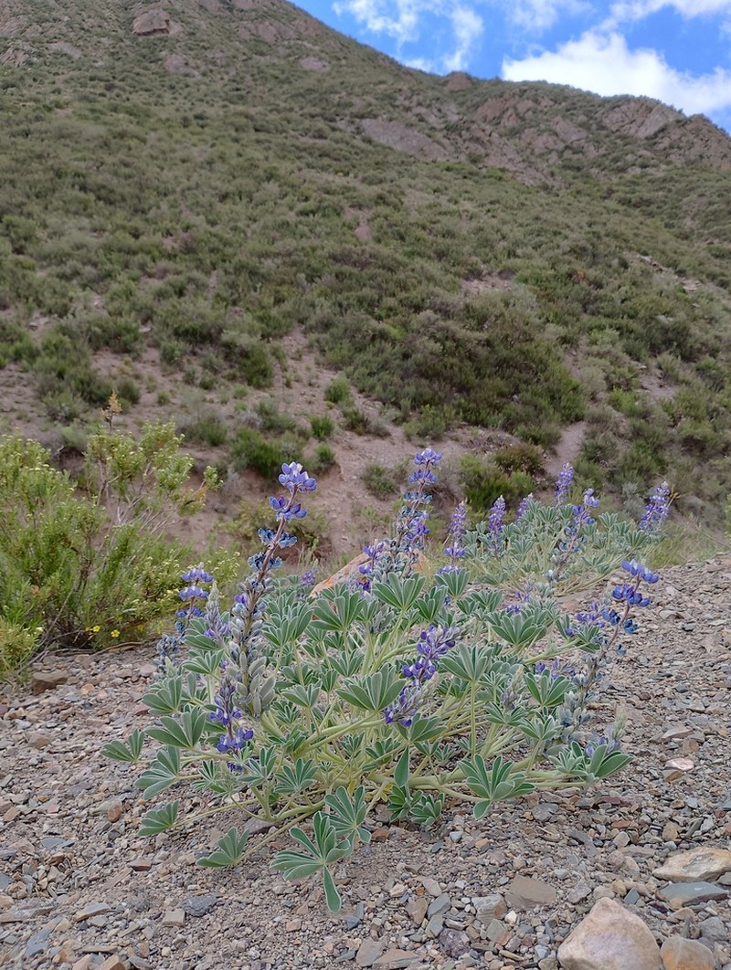 Lupinus andicola photo 8