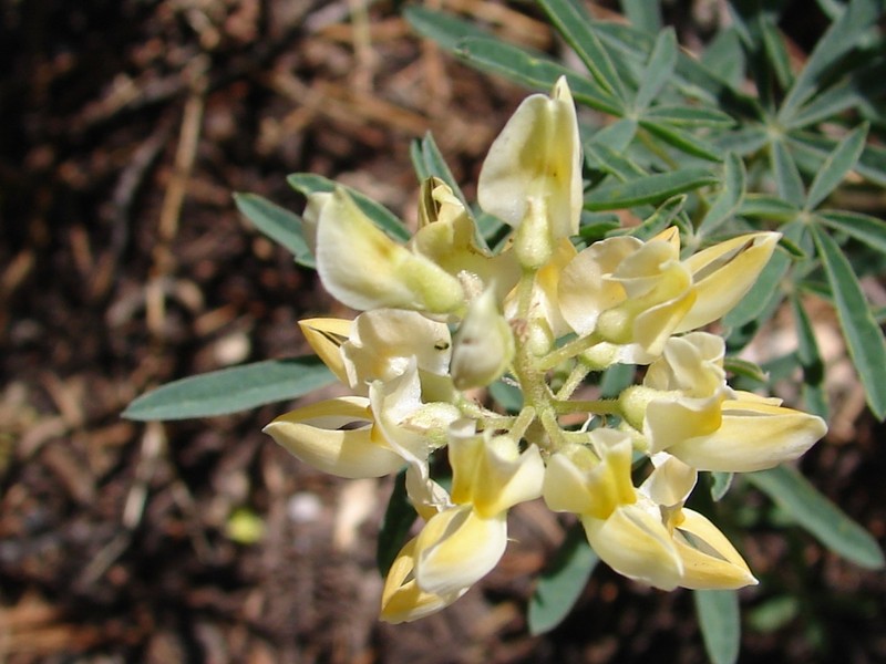 Narrowflower Lupine