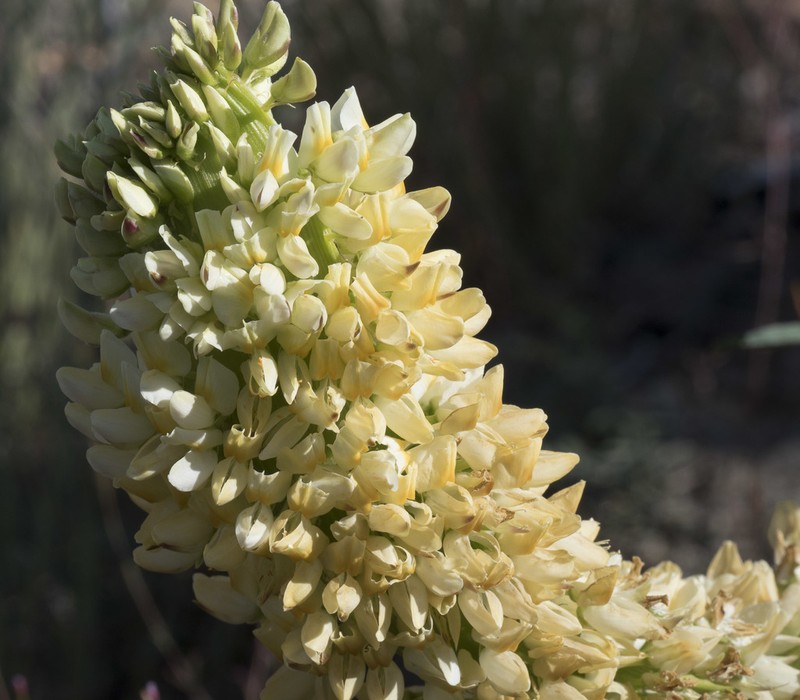 Narrowflower Lupine photo 3