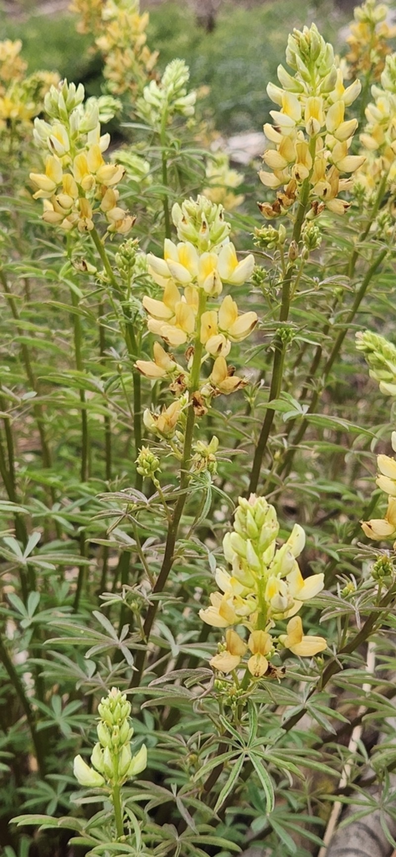 Narrowflower Lupine photo 5