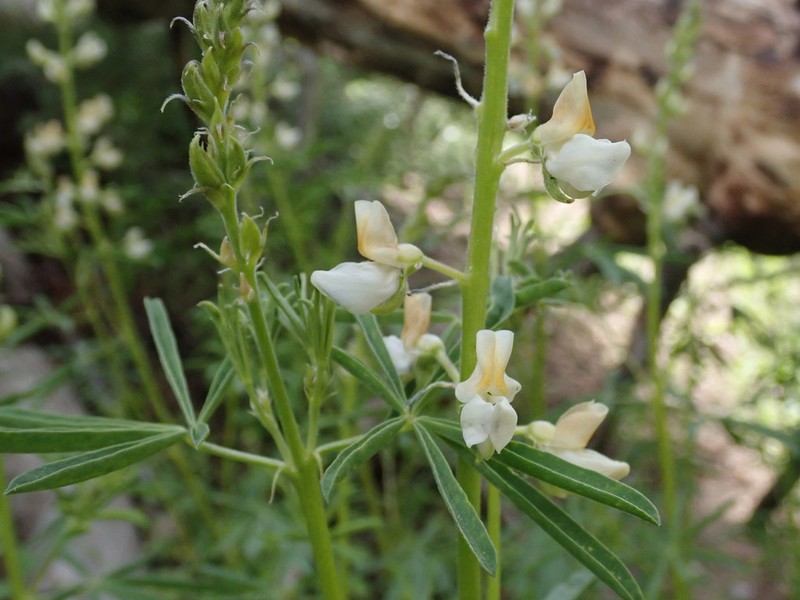 Narrowflower Lupine photo 6