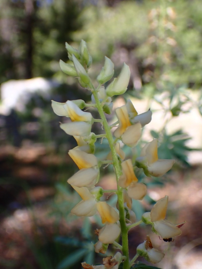 Narrowflower Lupine photo 7