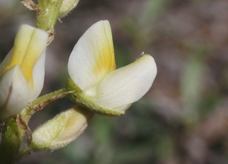 Narrowflower Lupine photo 8