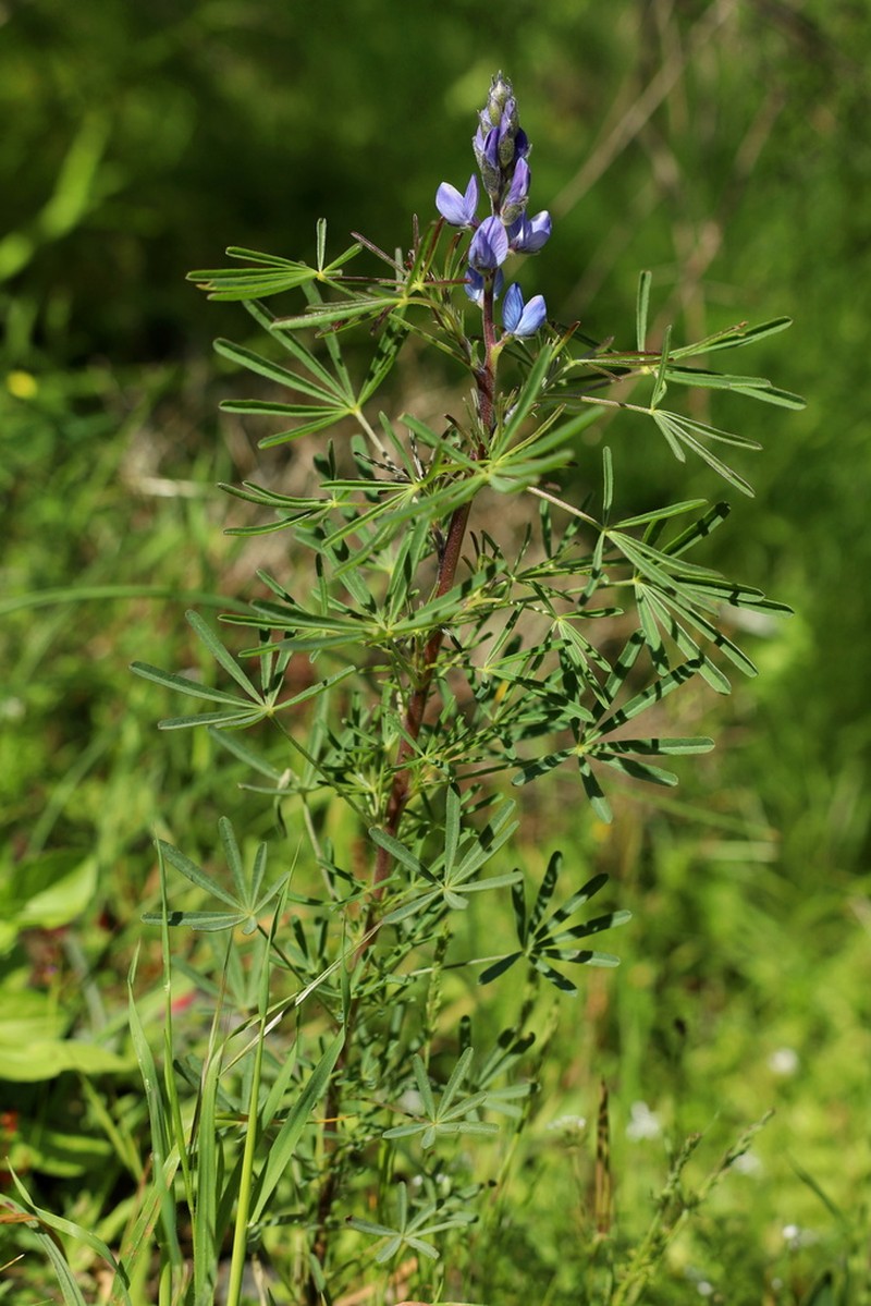 Narrowleaf Lupine photo 5