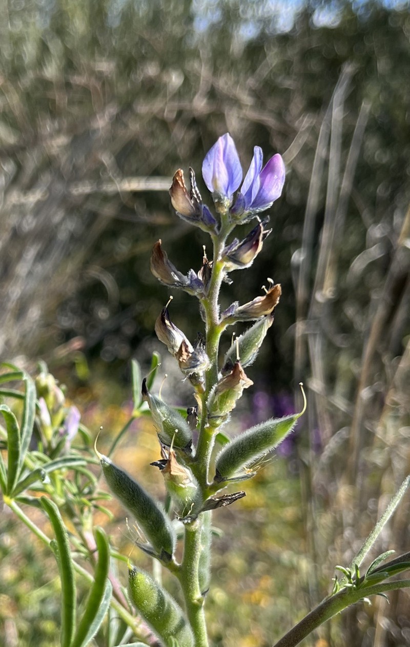 Narrowleaf Lupine photo 6