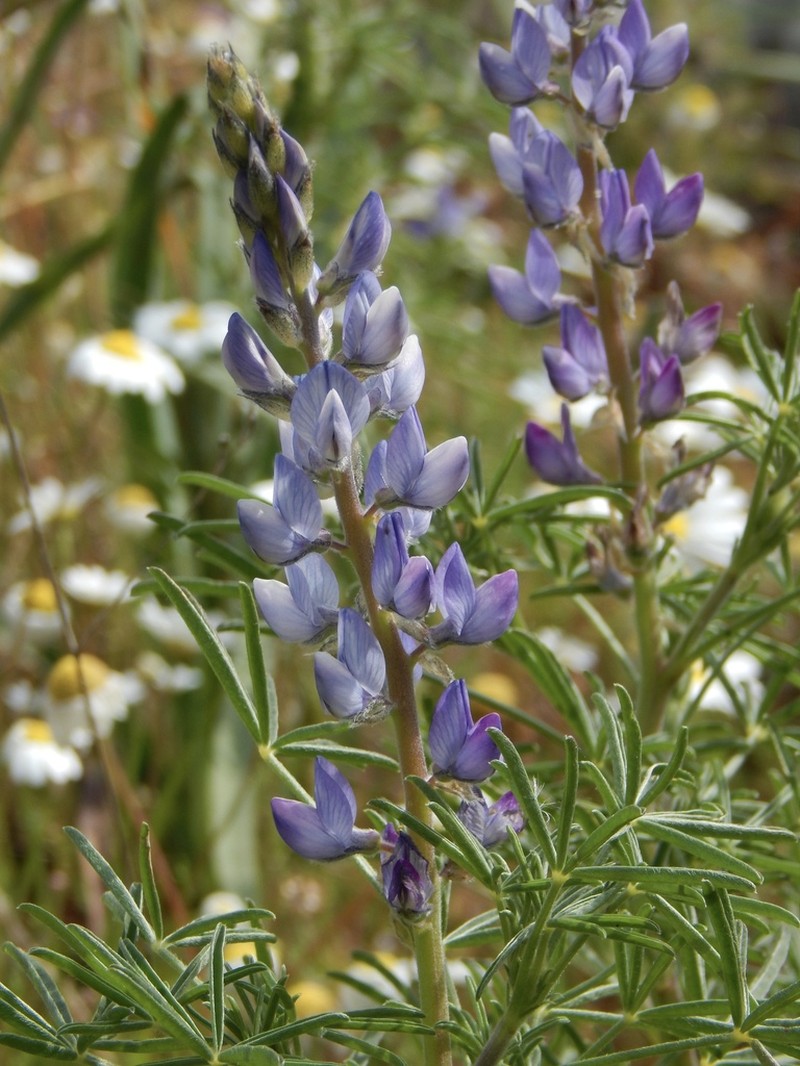 Narrowleaf Lupine photo 7