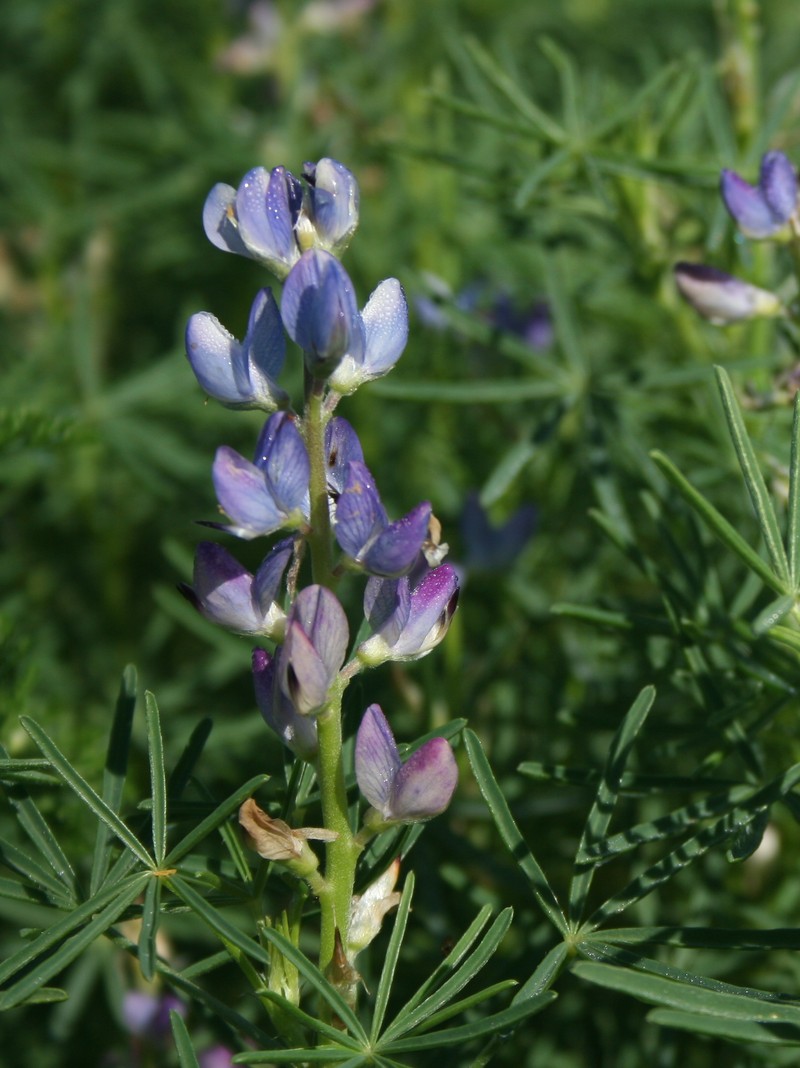 Narrowleaf Lupine photo 2