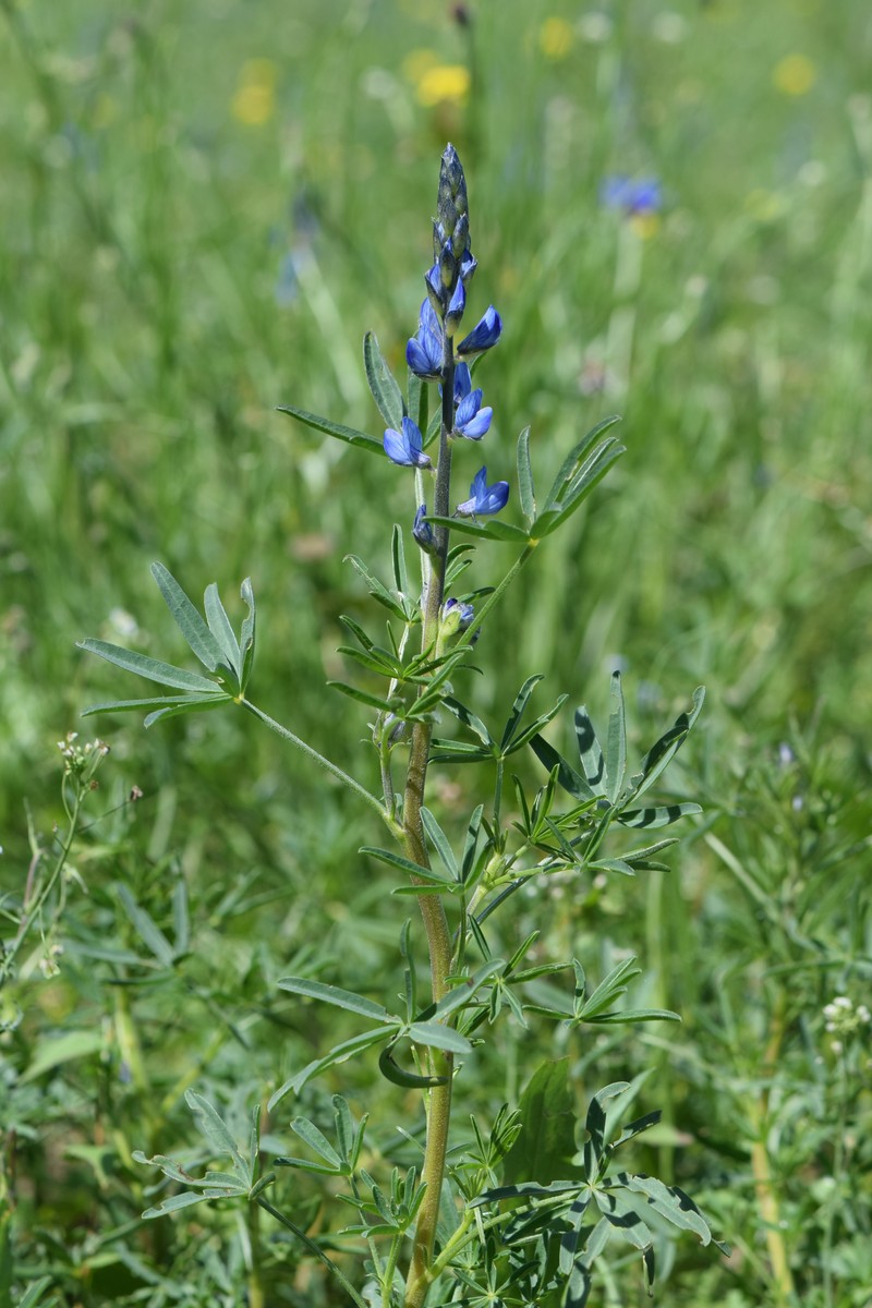 Narrowleaf Lupine photo 4