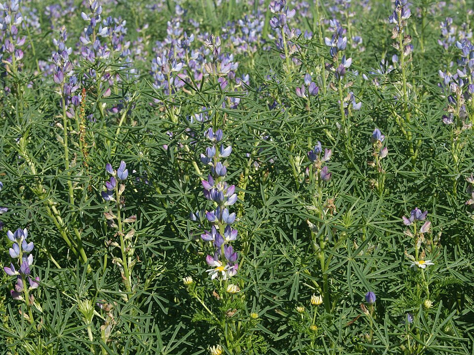 Narrowleaf Lupine photo 5