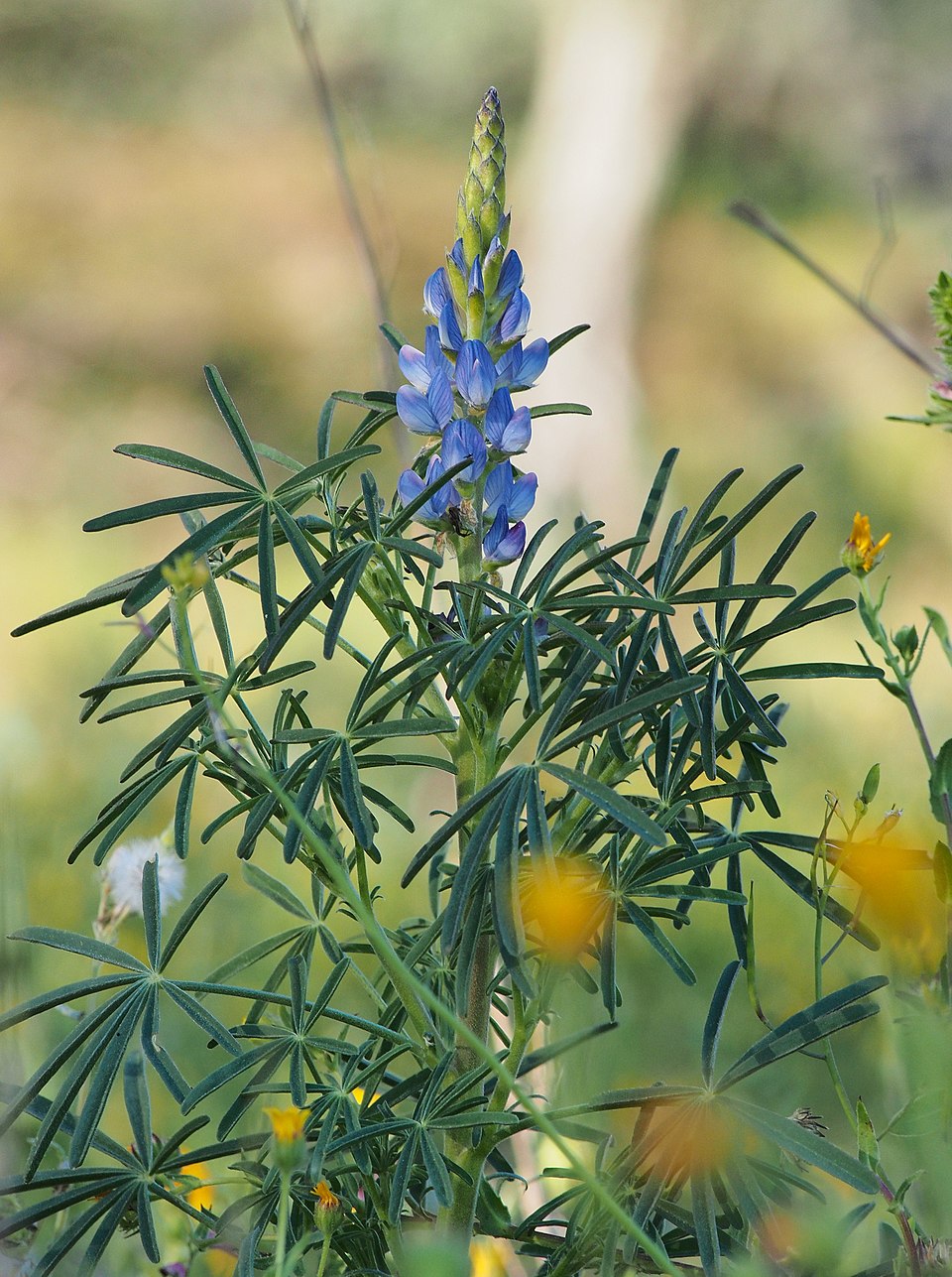 Narrowleaf Lupine