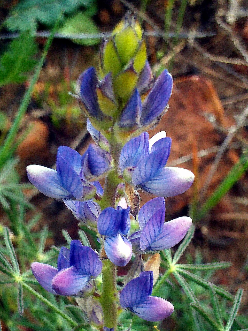 Narrowleaf Lupine photo 6
