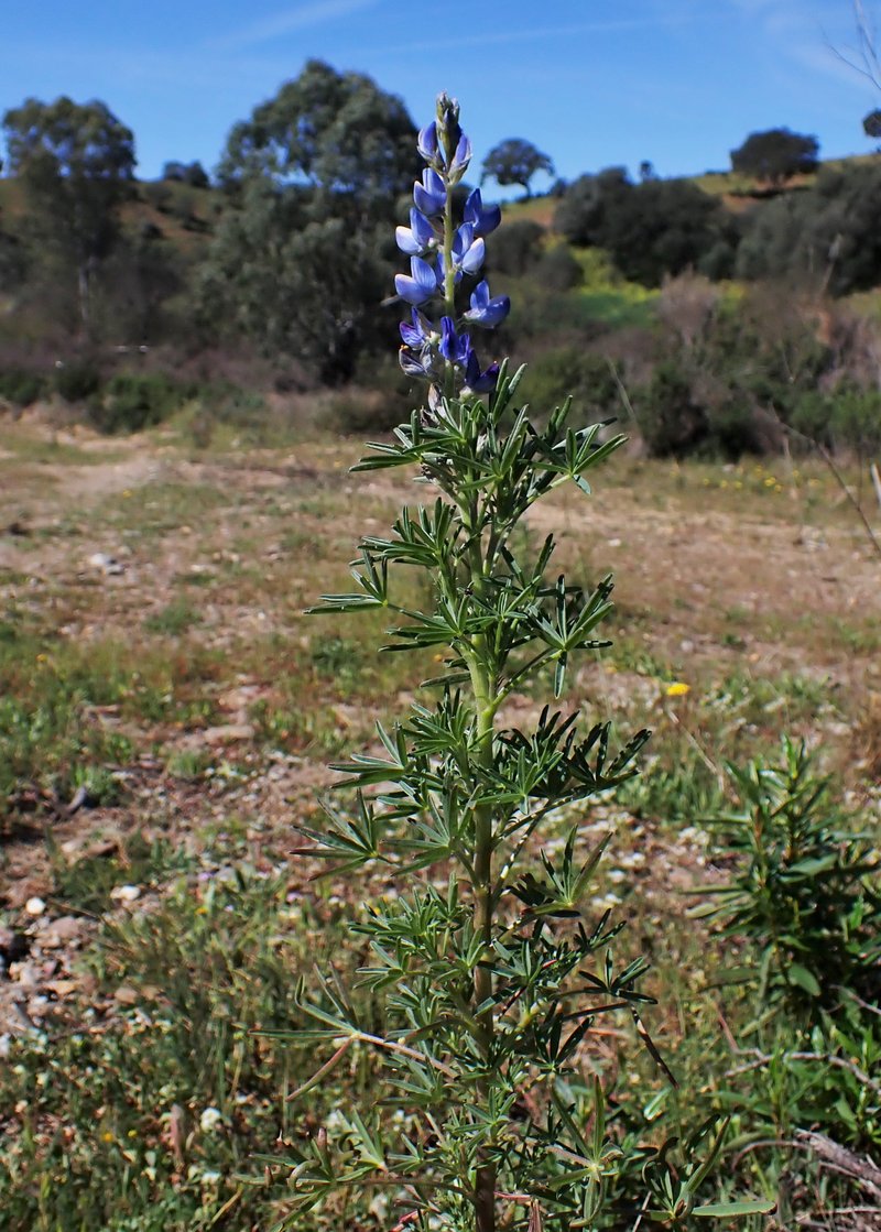 Narrowleaf Lupine photo 7