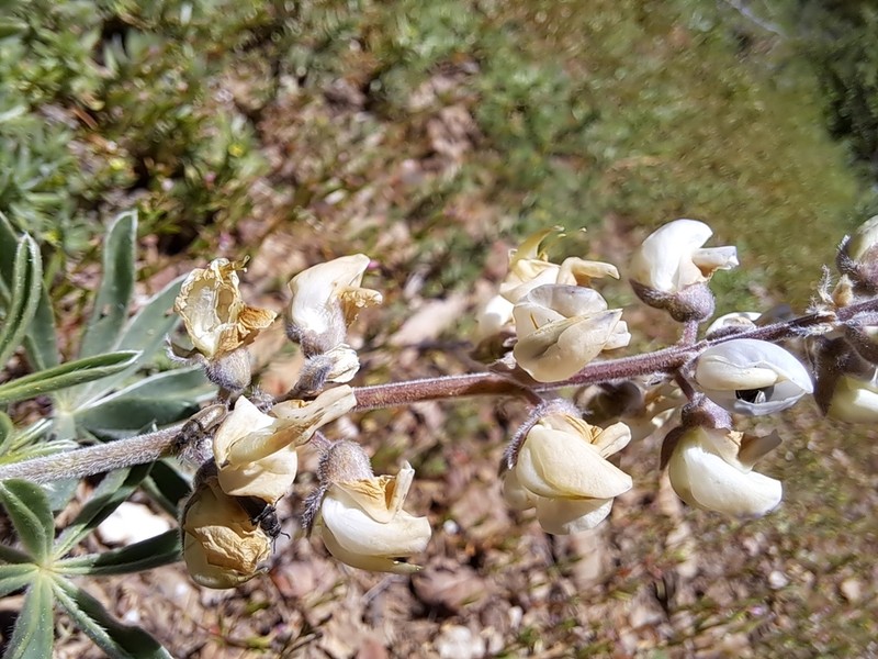 Anthony Peak Lupine