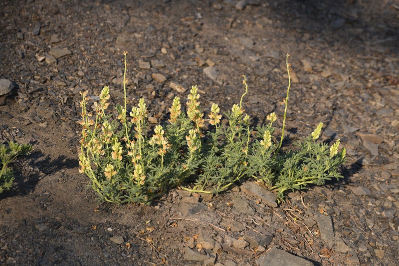 Anthony Peak Lupine photo 2