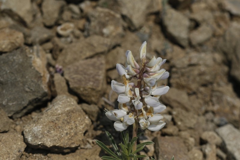 Anthony Peak Lupine photo 3